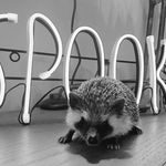 @wedgy_n_bruce_hedgehogs - Instagram