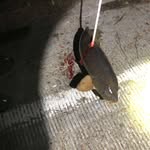 Chris Craig/ Bruce Heflin - @poorboysexpress_bowfishing - Instagram