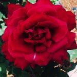 Bruce A. Heiman - @bheiman - Instagram