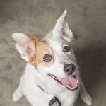 Honey & Bruce Helmer 🐾 - @helmerdoggies - Instagram