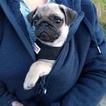 Bruce Hendrix Pug 🇬🇧 - @bruce_the_brute_pug - Instagram