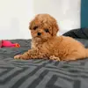 Bruce Hensley poodles for sale - @bruce.hensley.poo - TikTok