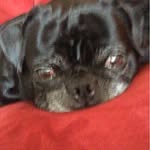 Bruce Lee Herdman - @brucethepug22 - Instagram