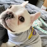 Bruce Herrera Newman - @captainbruce_frenchie - Instagram