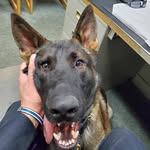 Bruce Herrick - @k9blue48 - Instagram