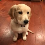 Bruce Vincent Herrick - @brucethenjgolden - Instagram