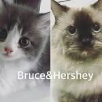 bruce&hershey - @bruce_and_hershey - Instagram