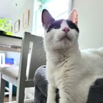 Bruce Marvolo Wayne-Hess - @brucemarvolowayne - Instagram