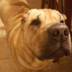 Bruce Hicks - @bullhicks - Instagram