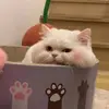Bruce hi - @bruce.hi - TikTok