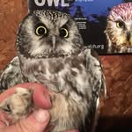 Bruce Murphy - @borealbruce_hilliardtonmarsh - Instagram