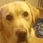Bruce Hobson - @brucehobsonthebusinessdog - Instagram