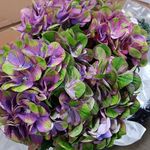 Bruce Horner - @pacific_coast_follows - Instagram