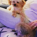bruce hubble - @the_izzy_and_cody_show - Instagram