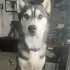 Bruce Huff - @wyleecoyote_b - TikTok
