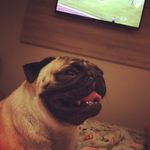 Bruce Hunter - @pugbruce - Instagram