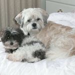 Bruce Hutton - @roosta1369 - Instagram