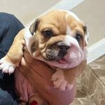 Bruce - @_brucebulldogingles - Instagram