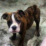 Bruce - @brucebulldogingles5 - Instagram