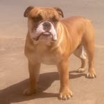 Bruce._.Bulldogingles - @brucebulldogingles - Instagram