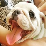 Bruce Dog - @bruce_bulldog_ingles - Instagram