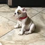 Bruce el Bulldog Ingles 🐶 - @brucethebulldogingles - Instagram