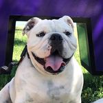 Bruce & Jully - @bruce.bulldog_ingles - Instagram