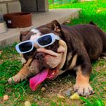 Brucee - @brucebuldogingles - Instagram