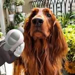 Bruce - @bruce_irishsetter - Instagram