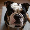 Bruce - @bruce_the_bririshbulldog - TikTok