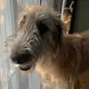 Bruce - @brucetheirishwolfhound - TikTok