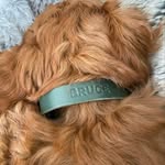 Bruce - @irishdoodbruce - Instagram