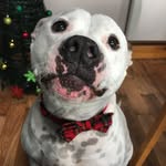 Bruce O'Keeffe - @brucey_the_irish_bully - Instagram