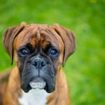 Bruce The Boxer - @brucetheirishboxer - Instagram