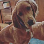 bruce wayne the golden irish - @brucewayne_thegoldensetter - Instagram