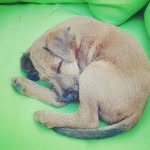Brucetheirishterrier - @brucetheirishterrier - Instagram