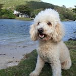 Bruce Irons - @bruceironspoodle - Instagram