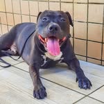 Bruce Irons 🐕 - @bruce_irons_amstaff - Instagram