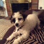 Bruce Isom - @mydogbruce13 - Instagram