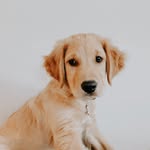 Bruce - @_bruceisontheloose - Instagram