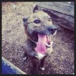 Bruce Bruce - @bruceisontheloose - Instagram