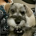 Bruce - @bruce_isonthe_loose - Instagram