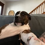 Bruce - @bruce_isontheloose - Instagram