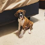 BruceIsOnTheLoose - @brucethebrindleboxermoenster - Instagram
