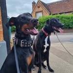 Bruce & Ivy - @bruce.and.ivy - Instagram