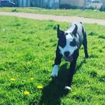 Bruce & Ivy - @bruce_ivys_adventures - Instagram