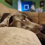 Bruce & Ivy - @ivynbruce - Instagram
