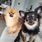 Bruce & Ivy 🐾 - @irmaos.aloprados - Instagram