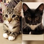 Bruce & Ivy & Quinn - @_bruce_ivy_quinn - Instagram
