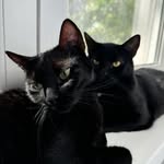Bruce and Ivy - @bruceivythecats - Instagram